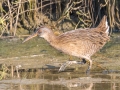 Clapper Rail - Dauphin Island Airport, Mobile County, Oct 10, 2021