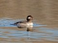 Bufflehead - Wheeler NWR--White Springs Dike (NABT 20), Limestone, Alabama, January 22, 2022