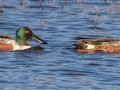 Northern Shoveler - Wheeler NWR--White Springs Dike (NABT 20), Limestone, Alabama, January 22, 2022