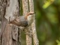 Brown-headed Nuthatch - APRIL 13 2022 - Bayfront Park - Alabama Port - Mobile County - AL