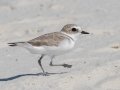 Snowy Plover - Dauphin Island Pier, Mobile County,  AL, Oct 6-10, 2021