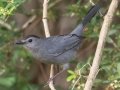 Gray Catbird - APRIL 13 2022 - Bayfront Park - Alabama Port - Mobile County - AL