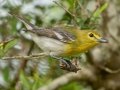 Yellow-throated Vireo - APRIL 13 2022 - Bayfront Park - Alabama Port - Mobile County - AL