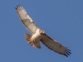 Red-tailed Hawk - Swan Creek WMA, Limestone, Alabama,, January 24, 2022