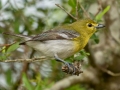 Yellow-throated Vireo - APRIL 13 2022 - Bayfront Park - Alabama Port - Mobile County - AL
