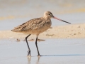 Marbled Godwit - Dauphin Island Pier, Mobile County,  AL, Oct 6-10, 2021