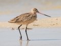 Marbled Godwit - Dauphin Island Pier, Mobile County,  AL, Oct 6-10, 2021