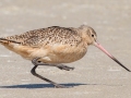 Marbled Godwit - Dauphin Island Pier, Mobile County, AL, Oct 10, 2021