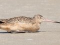 Marbled Godwit - Dauphin Island Pier, Mobile County, AL, Oct 10, 2021