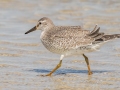 Red Knot - Dauphin Island Pier, Mobile County, AL, Oct 7, 2021