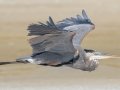 Great Blue Heron - Dauphin Island Pier, Mobile County, AL, Oct 10, 2021