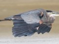 Great Blue Heron - Dauphin Island Pier, Mobile County, AL, Oct 10, 2021