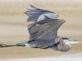 Great Blue Heron - Dauphin Island Pier, Mobile County, AL, Oct 10, 2021