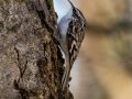 Brown Creeper - Wheeler NWR--Visitors Center (NABT 16), Morgan, Alabama, January 24, 2022
