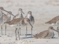 Willets - Dauphin Island Pier, Mobile County, AL, Oct 10, 2021