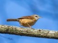 Carolina Wren - Wheeler NWR--Visitors Center (NABT 16), Morgan, Alabama, January 24, 2022