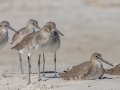 Willets - Dauphin Island Pier, Mobile County, AL, Oct 10, 2021