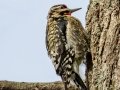 Yellow-bellied Sapsucker - Wheeler NWR--Visitors Center (NABT 16), Morgan, Alabama, January 22, 2022