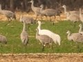 Whooping Crane (banded) - Wheeler NWR--Visitors Center (NABT 16), Morgan, Alabama, January 22, 2022