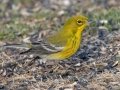 Pine Warbler - Wheeler NWR--Visitors Center (NABT 16), Morgan, Alabama, January 24, 2022