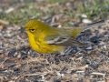 Pine Warbler - Wheeler NWR--Visitors Center (NABT 16), Morgan, Alabama, January 24, 2022