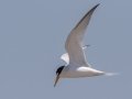 Least Tern - Dauphin Island - Fort Gaines,  Mobile, AL April 21, 2021