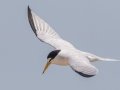 Least Tern - Dauphin Island - Fort Gaines,  Mobile, AL April 21, 2021