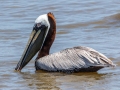 Brown Pelican - Dauphin Island - Fort Gaines,  Mobile, AL April 21, 2021