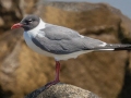 Laughing Gull - Dauphin Island - Fort Gaines,  Mobile, AL April 21, 2021