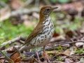 Wood Thrush - Dauphin Island - Shell Mound Park,  Mobile, AL April 18, 2021
