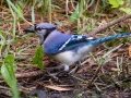 Blue Jay - Dauphin Island - Shell Mound Park,  Mobile, AL April 14, 2021