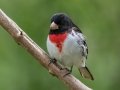 Rose-breasted Grosbeak - Dauphin Island - Shell Mound Park,  Mobile, AL April 18, 2021