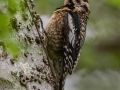 Yellow-bellied Sapsucker - Dauphin Island - Shell Mound Park,  Mobile, AL April 19, 2021