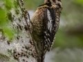 Yellow-bellied Sapsucker - Dauphin Island - Shell Mound Park,  Mobile, AL April 19, 2021