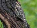 Yellow-bellied Sapsucker - Dauphin Island - Shell Mound Park,  Mobile, AL April 19, 2021