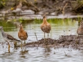 Lesser Yellowlegs (left); Short-billed Dowitchers (right) - Henderson Camp Road, Mobile County, AL, May 3, 2021