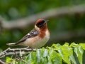 Bay-breasted Warbler - Dauphin Island - Shell Mound Park, Mobile County, AL, May 5, 2021