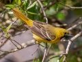 Orchard Oriole -Dauphin Island - Bayou Heron Park,  Mobile, AL April 21, 2021