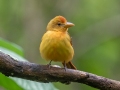 Summer Tanager - Dauphin Island - Shell Mound Park, Mobile County, AL, May 5, 2021