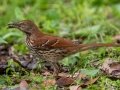 Brown Thrasher - Dauphin Island - Shell Mound Park,  Mobile, AL April 18, 2021