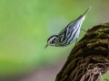 Black-and-white Warbler - Dauphin Island - Shell Mound Park,  Mobile, AL April 18, 2021