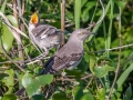 Northern Mockingbird with chick - Dauphin Island - Bayou Heron Park,  Mobile, AL April 21, 2021