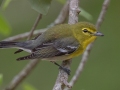 Yellow-throated Vireo - Dauphin Island - Shell Mound Park,  Mobile, AL April 18, 2021