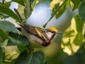 Chestnut-sided Warbler- Dauphin Island - Shell Mound Park, Mobile County, AL, May 6, 2021