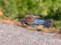Blue Grosbeak -Dauphin Island - Bayou Heron Park,  Mobile, AL April 21, 2021