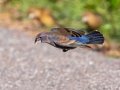 Blue Grosbeak -Dauphin Island - Bayou Heron Park,  Mobile, AL April 21, 2021