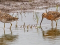 Short-billed Dowitchers - Henderson Camp Road, Mobile County, AL, May 3, 2021