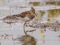 Pectoral Sandpiper - Henderson Camp Road, Mobile County, AL, May 3, 2021