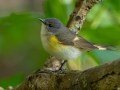 American Redstart (female)- Dauphin Island - Shell Mound Park, Mobile County, AL, May 6, 2021