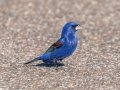 Blue Grosbeak -Dauphin Island - Bayou Heron Park,  Mobile, AL April 21, 2021